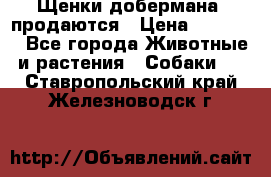 Щенки добермана  продаются › Цена ­ 45 000 - Все города Животные и растения » Собаки   . Ставропольский край,Железноводск г.